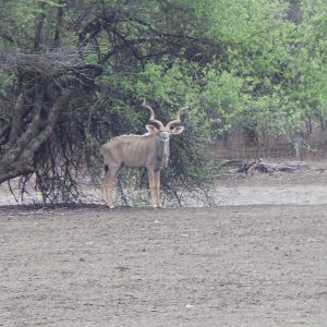 Greater Kudu Namibia