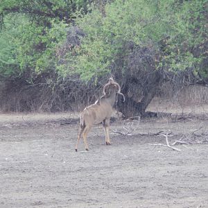 Greater Kudu Namibia