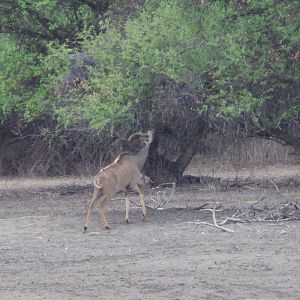 Greater Kudu Namibia