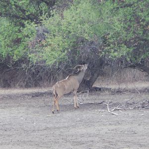 Greater Kudu Namibia