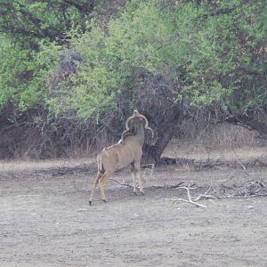 Greater Kudu Namibia