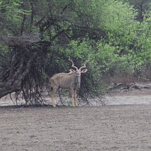 Greater Kudu Namibia