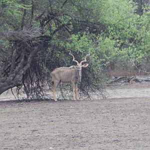 Greater Kudu Namibia