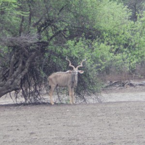 Greater Kudu Namibia