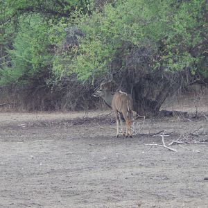 Greater Kudu Namibia