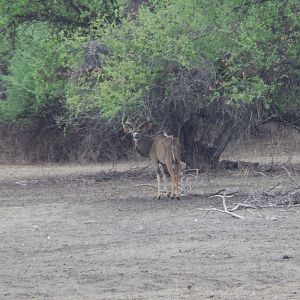 Greater Kudu Namibia