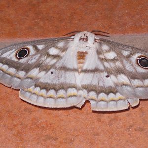 Moth Namibia