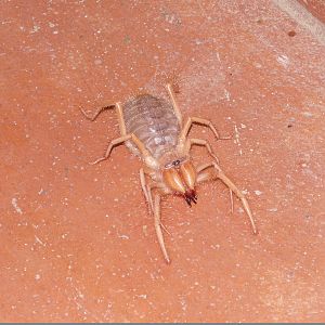 Camel Spider Namibia