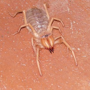 Camel Spider Namibia