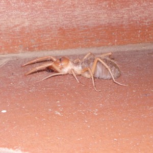 Camel Spider Namibia