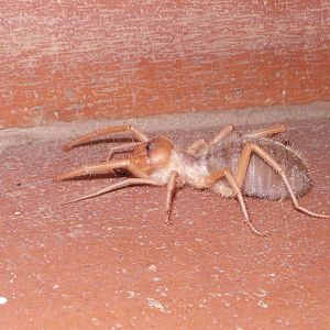 Camel Spider Namibia