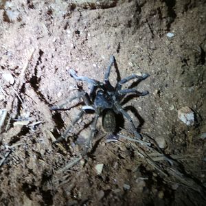 Baboon Spider Namibia