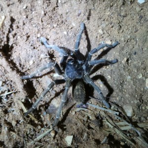 Baboon Spider Namibia