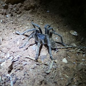 Baboon Spider Namibia