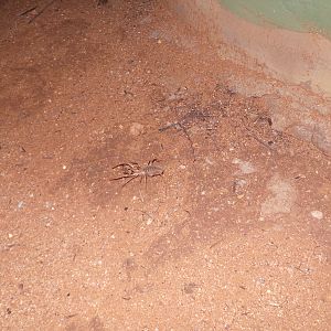 Camel Spider Namibia