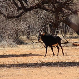 Sable Antelope Namibia