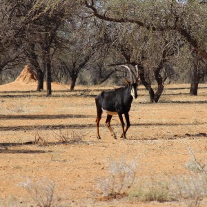 Sable Antelope Namibia