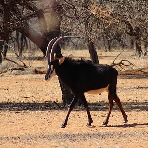 Sable Antelope Namibia