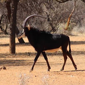 Sable Antelope Namibia