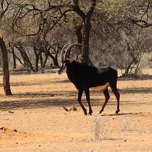 Sable Antelope Namibia