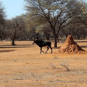 Sable Antelope Namibia