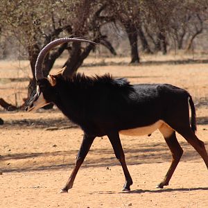 Sable Antelope Namibia