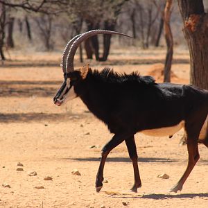 Sable Antelope Namibia