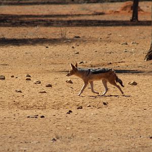 Jackal Namibia