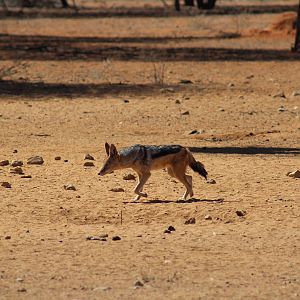 Jackal Namibia