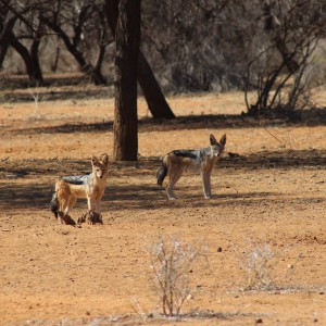 Jackal Namibia