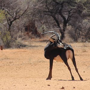 Sable Antelope Namibia