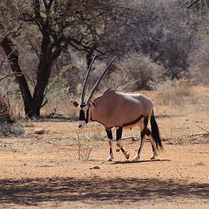 Gemsbok Namibia