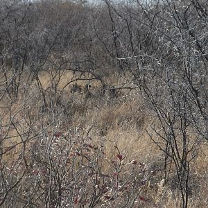 Leopard Namibia