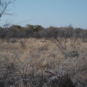 Leopard Namibia