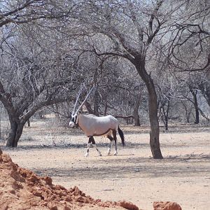 Gemsbok Namibia