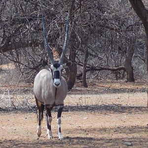 Gemsbok Namibia