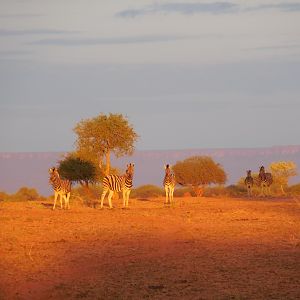 Zebra Namibia