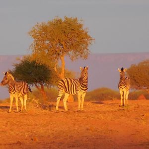 Zebra Namibia