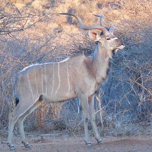 Greater Kudu Namibia