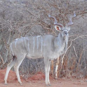 Greater Kudu Namibia