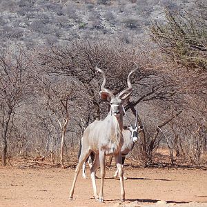 Greater Kudu Namibia