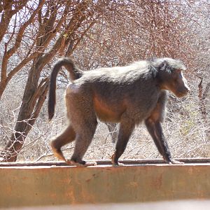 Chacma Baboon Namibia