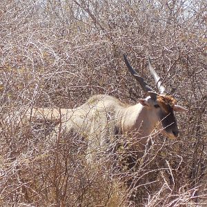 Cape Eland Namibia