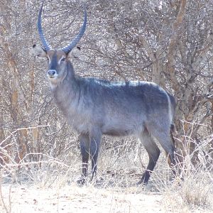 Waterbuck Namibia