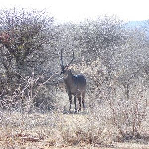 Waterbuck Namibia