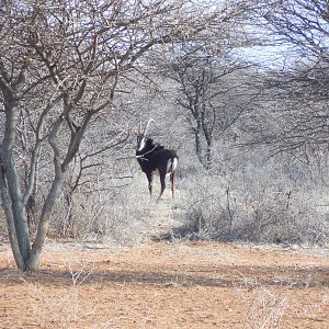 Sable Antelope Namibia