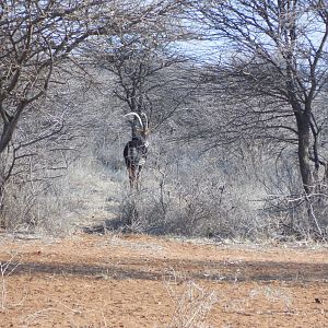 Sable Antelope Namibia