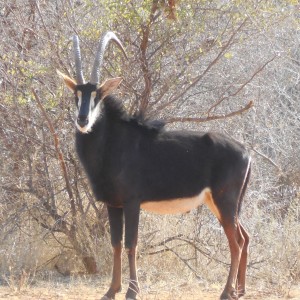 Sable Antelope Namibia