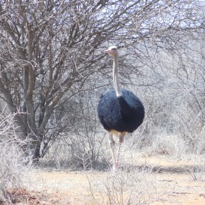 Ostrich Namibia