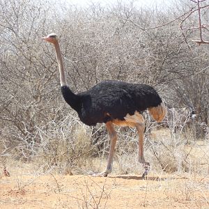 Ostrich Namibia